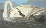 Swan Canvas Paintings - Trumpeter Swan